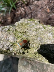 Acanthosoma denticaudum