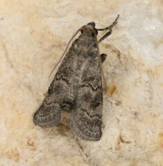 Cacotherapia flexilinealis