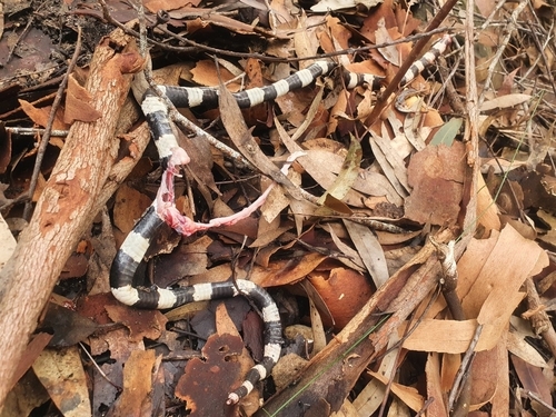 Eastern Bandy Bandy sighting