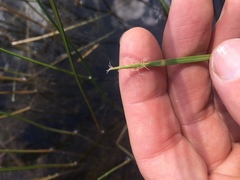 Eleocharis robbinsii