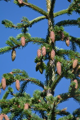 Picea glauca × engelmannii
