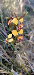 Diuris corymbosa