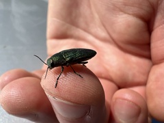 Buprestis adjecta