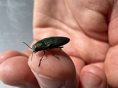 Buprestis adjecta
