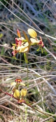 Diuris corymbosa