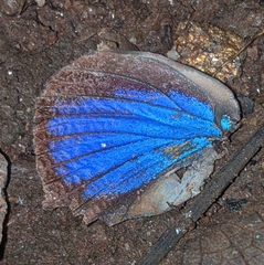 Arhopala centaurus