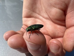 Buprestis adjecta