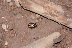 Calligrapha multipustulata