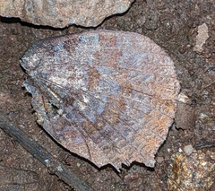 Arhopala centaurus