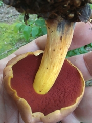 Neoboletus xanthopus