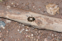Calligrapha multipustulata