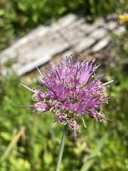 Allium validum