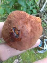 Neoboletus xanthopus