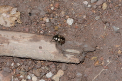 Calligrapha multipustulata