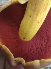 Neoboletus xanthopus