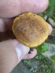 Neoboletus xanthopus