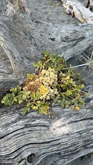 Glehnia