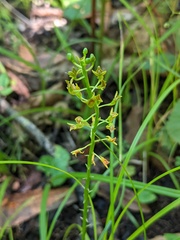 Malaxis spicata