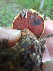 Neoboletus xanthopus