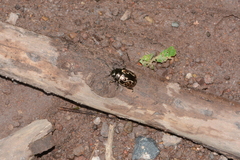 Calligrapha multipustulata