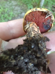 Neoboletus xanthopus