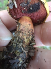 Neoboletus xanthopus