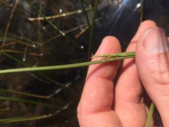 Eleocharis robbinsii