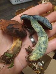 Neoboletus xanthopus