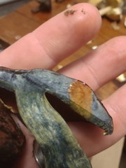 Neoboletus xanthopus