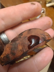 Neoboletus xanthopus