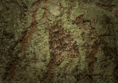 Scaphidriotis xylogramma