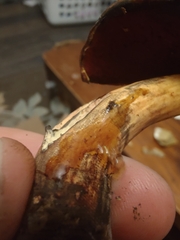 Neoboletus xanthopus