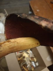 Neoboletus xanthopus