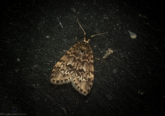 Scaphidriotis xylogramma