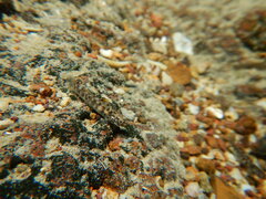 Beachrock Mangrove Goby photo 1