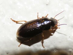 Selenophorus palliatus