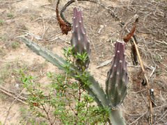 Peniocereus greggii