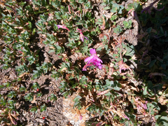 Epilobium obcordatum
