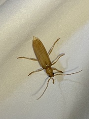 Atylostagma politum