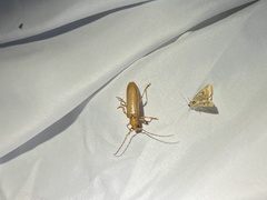 Atylostagma politum