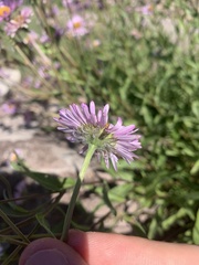 Erigeron aliceae