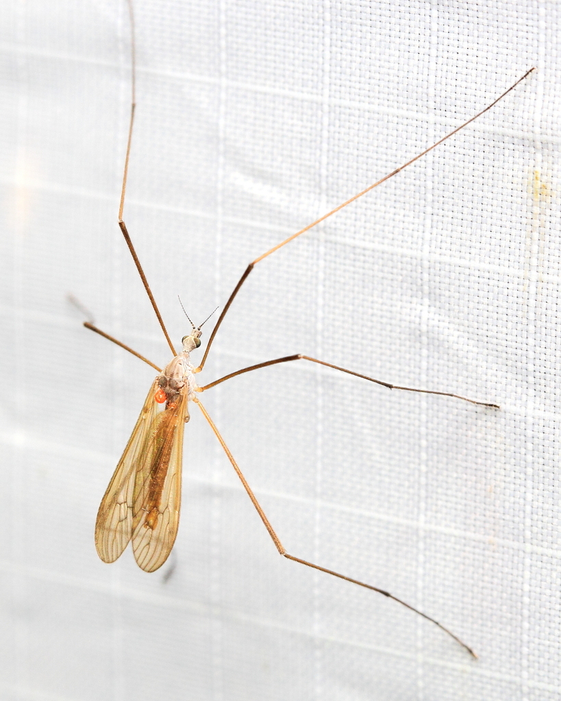 Pseudolimnophila inornata