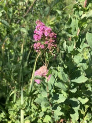 Spiraea × hitchcockii