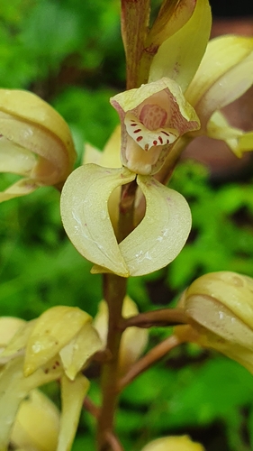 Image of Govenia superba by (c) Alberto Alcalá, some rights reserved (CC BY)
