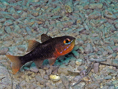 Ostorhinchus apogonoides