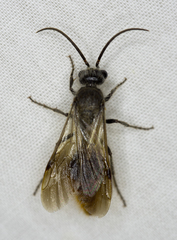 Sphaeropthalma marpesia