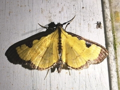 Ategumia