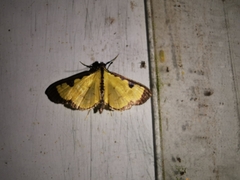 Ategumia