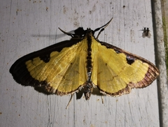 Ategumia