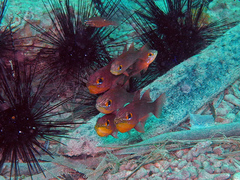 Ostorhinchus apogonoides